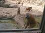  Babouins (zoo de la citadelle)